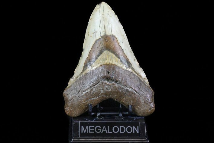 Fossil Megalodon Tooth - North Carolina #75518